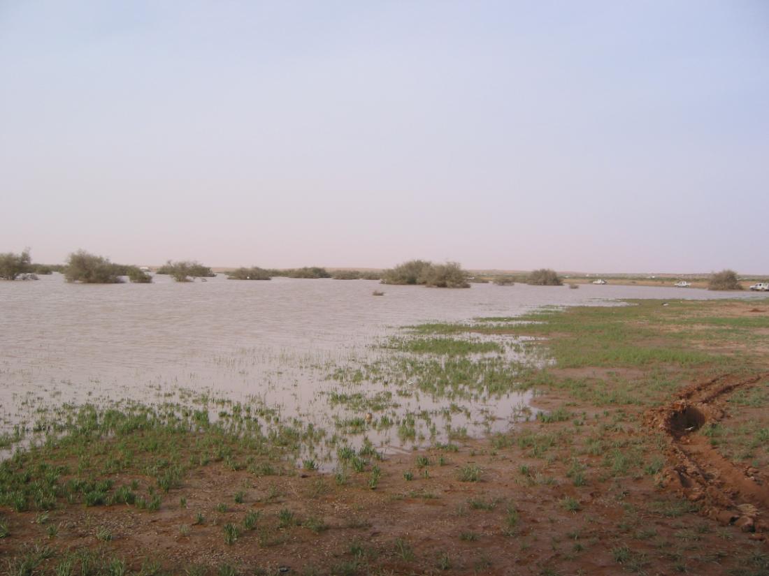 منظر طبيعي في الرياض — روضة التنهات، الرياض، منطقة الرياض