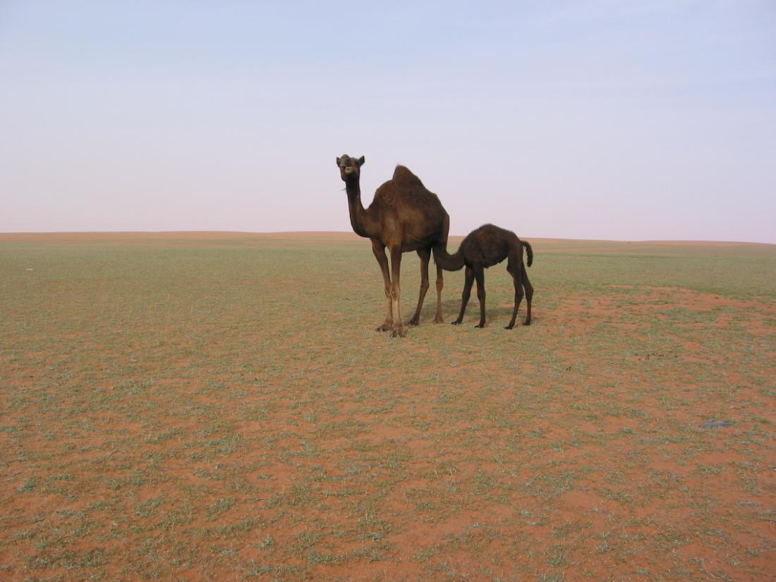 جمال الصحراء ورؤية الجمال — خوابي التنهات، الرياض، منطقة الرياض